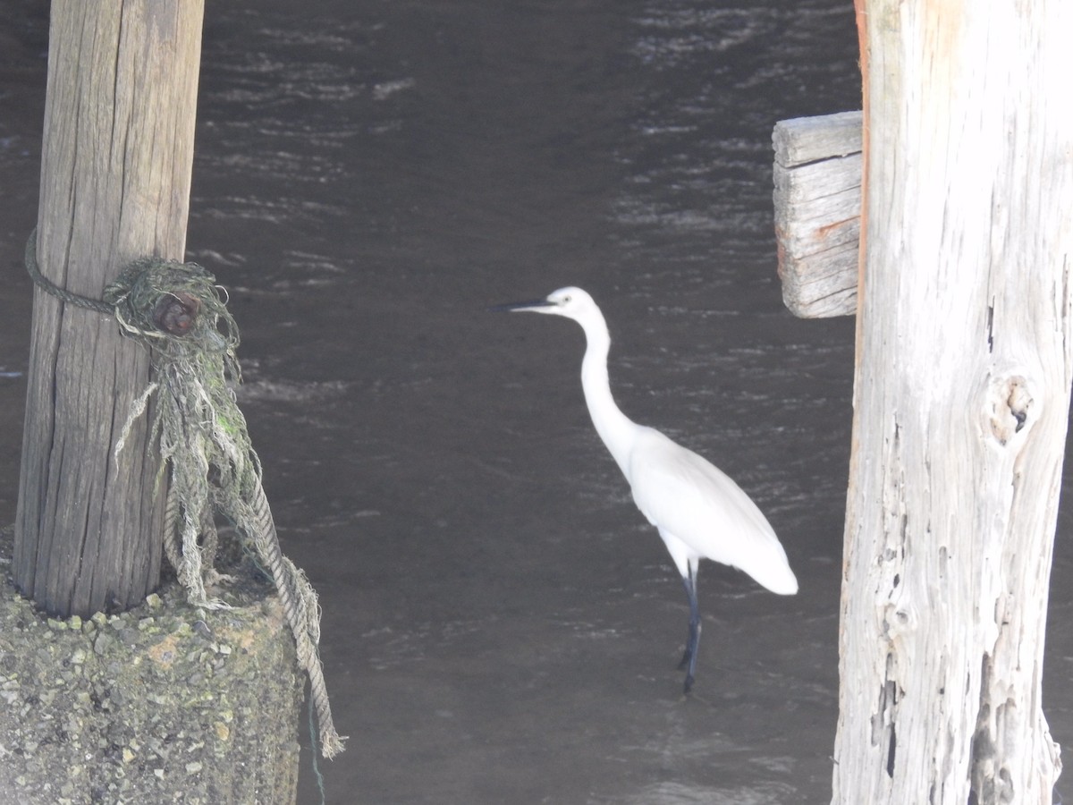 Little Egret - ML255236731