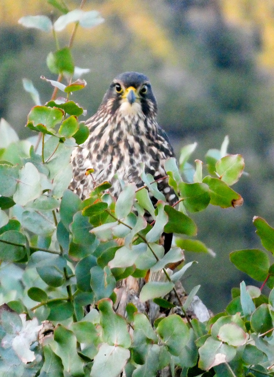 New Zealand Falcon - Ken George