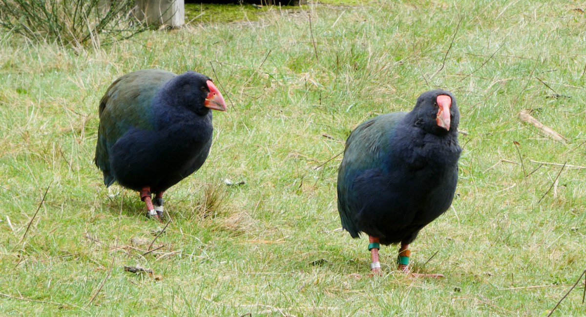 South Island Takahe - Ken George