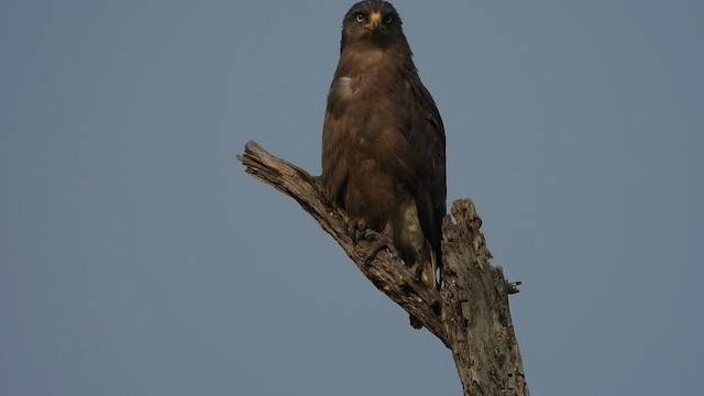 Banded Snake-Eagle - ML255239881