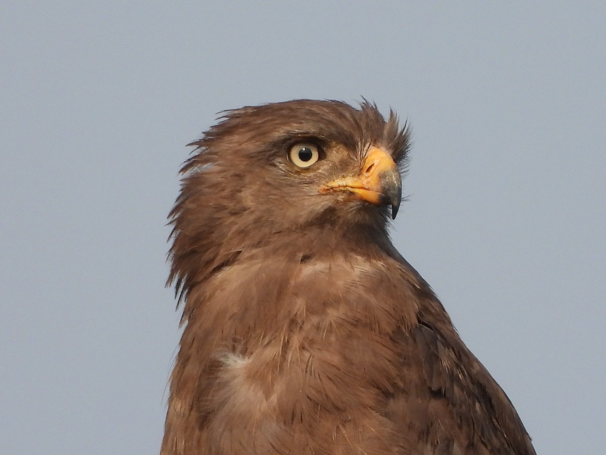 Banded Snake-Eagle - ML255239891