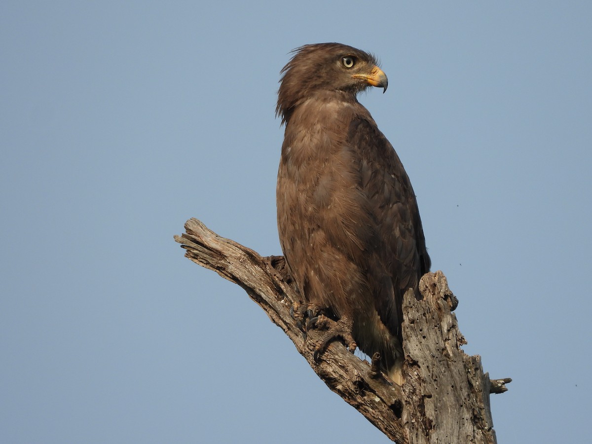 Banded Snake-Eagle - ML255239901