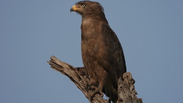 Banded Snake-Eagle - ML255240001