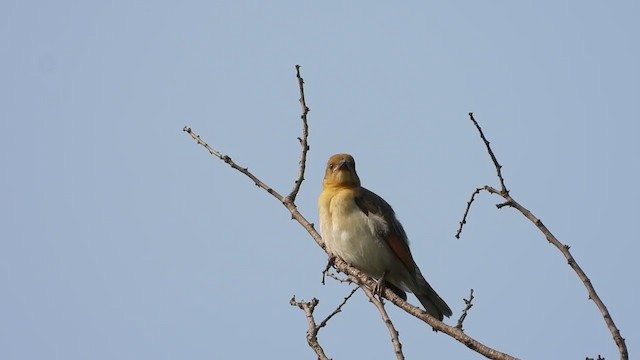 Red-headed Weaver - ML255240141