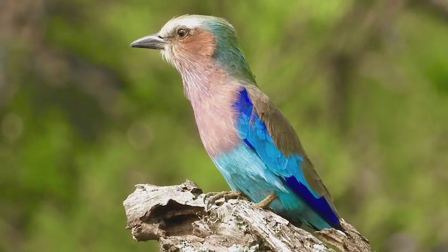 ライラックニシブッポウソウの羽根セット ライラックニシブッポウソウの羽根セット 14色のカラフルすぎる