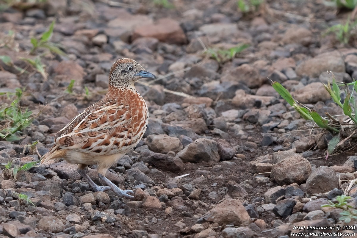 Small Buttonquail - ML255240481