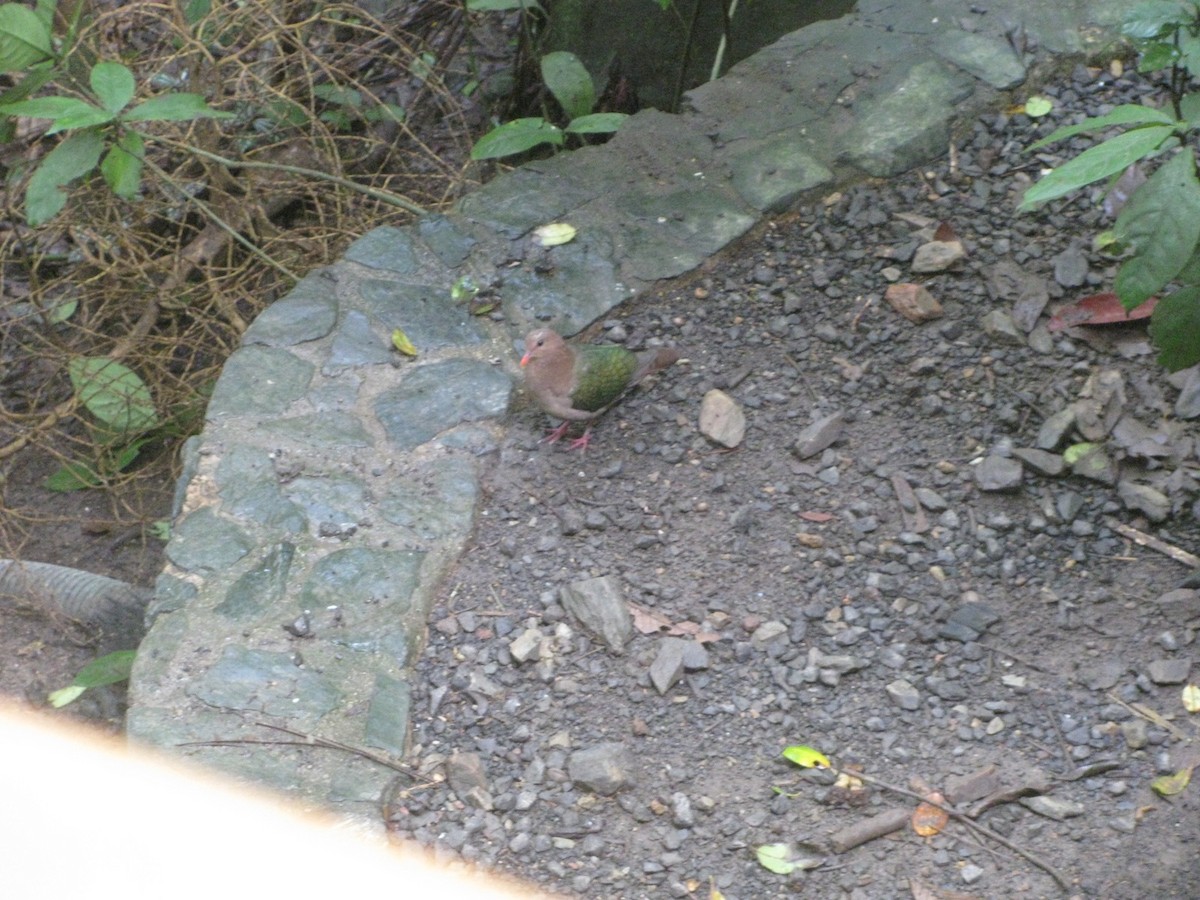 Pacific Emerald Dove - ML255241461