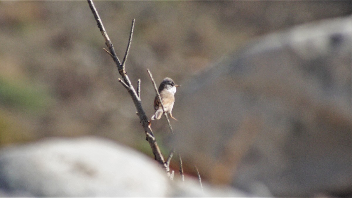 Spectacled Warbler - ML255243001