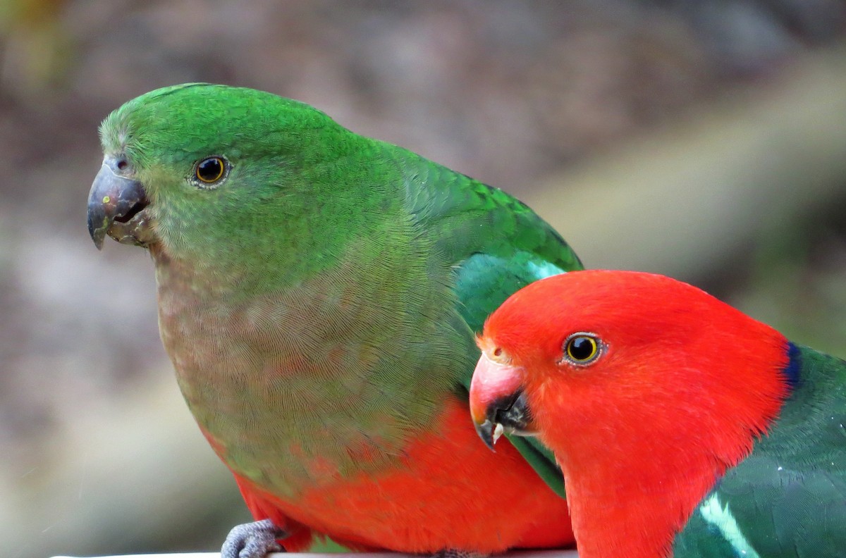 Australian King-Parrot - ML255243061