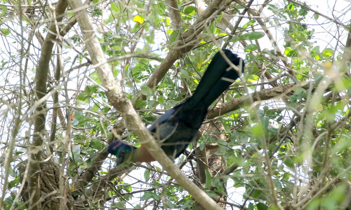 Purple-crested Turaco - ML255243201