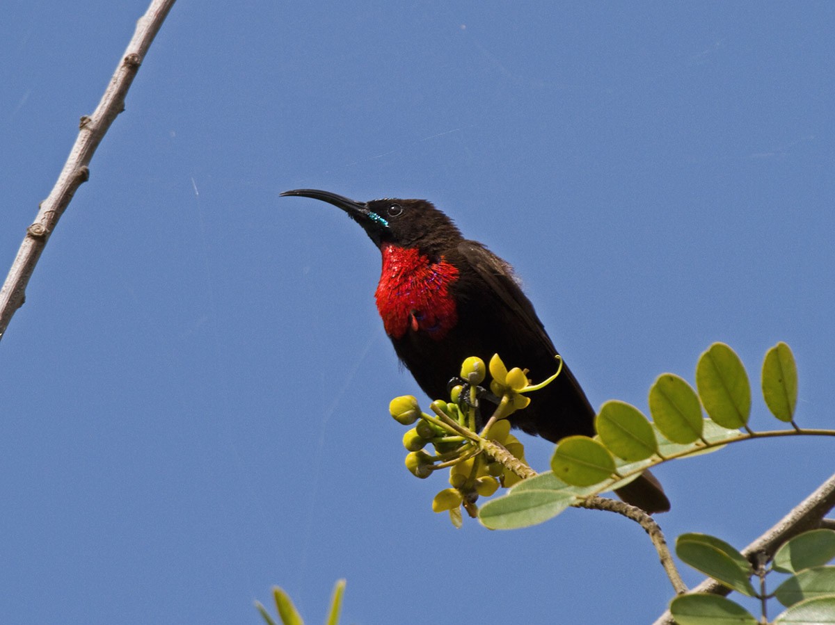 Scarlet-chested Sunbird - Niall D Perrins