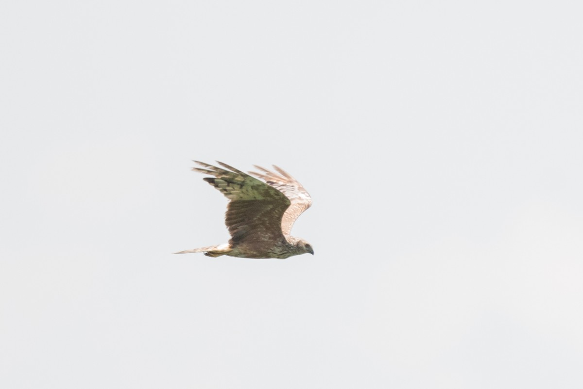 Pied Harrier - Yann Muzika