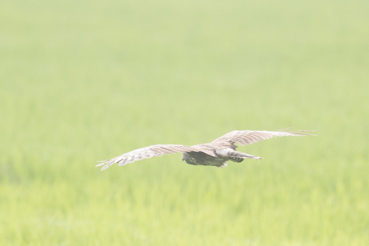 Pied Harrier - ML255246761