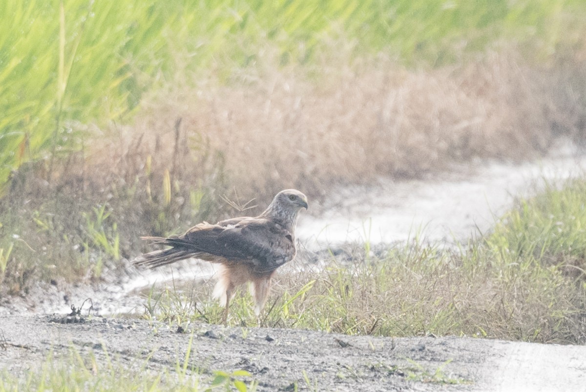 Pied Harrier - ML255246771