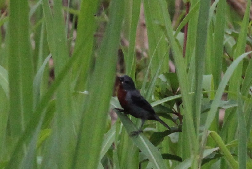 Chestnut-bellied Seedeater - ML25524731