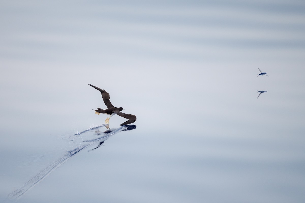 Brown Booby (Forster's) - ML255247371