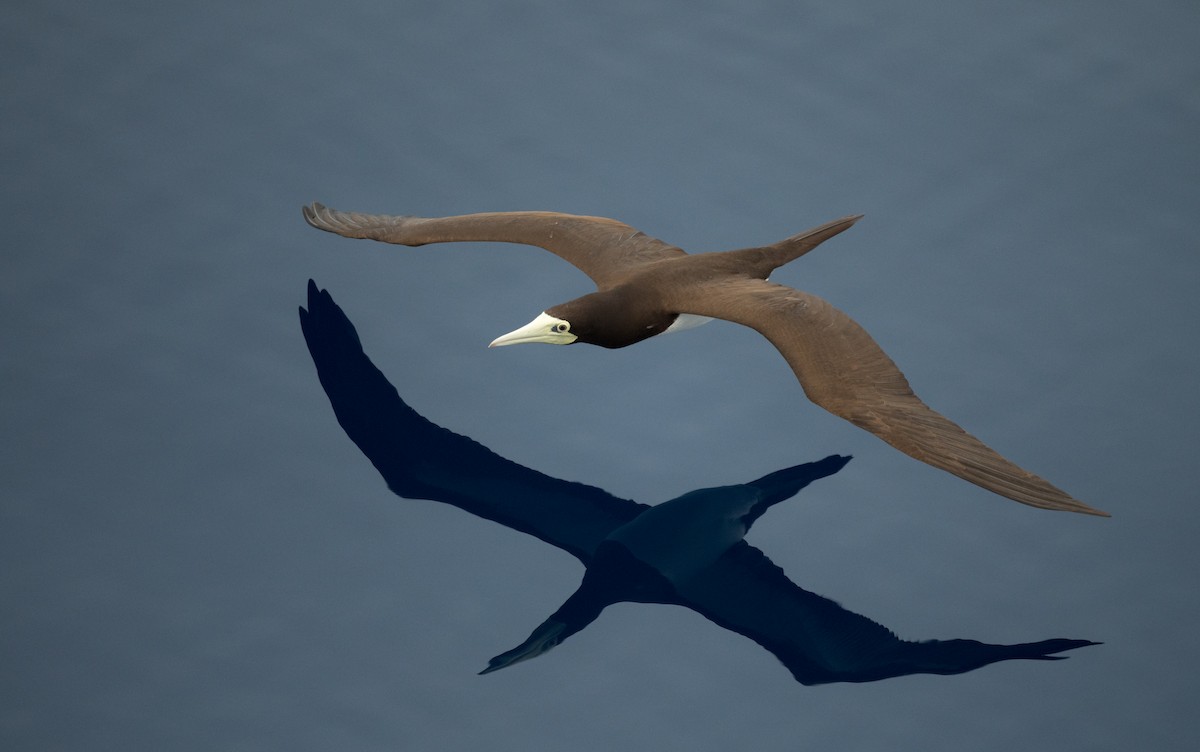 Brown Booby (Forster's) - ML255247461