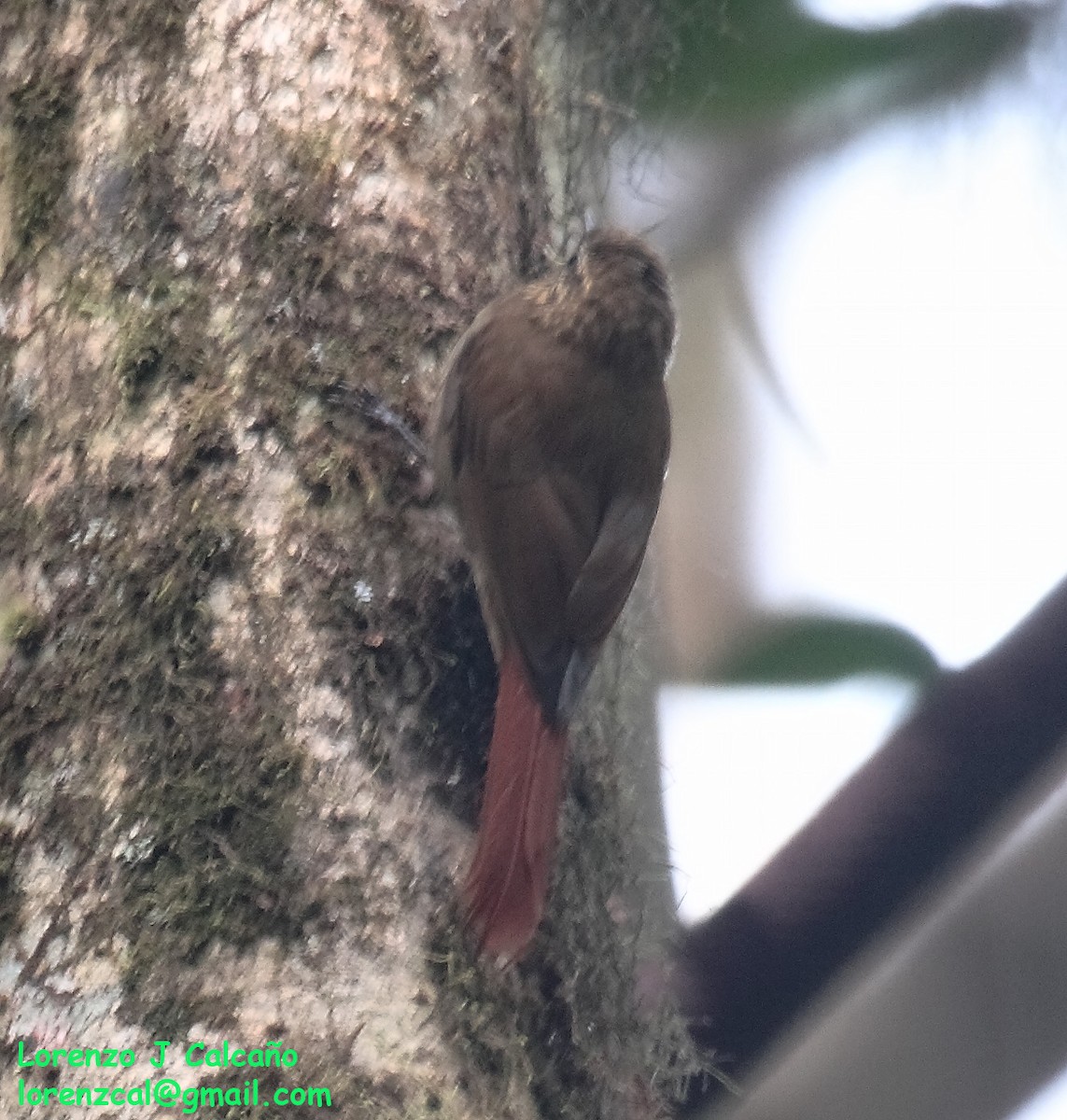 Wedge-billed Woodcreeper - ML255248261