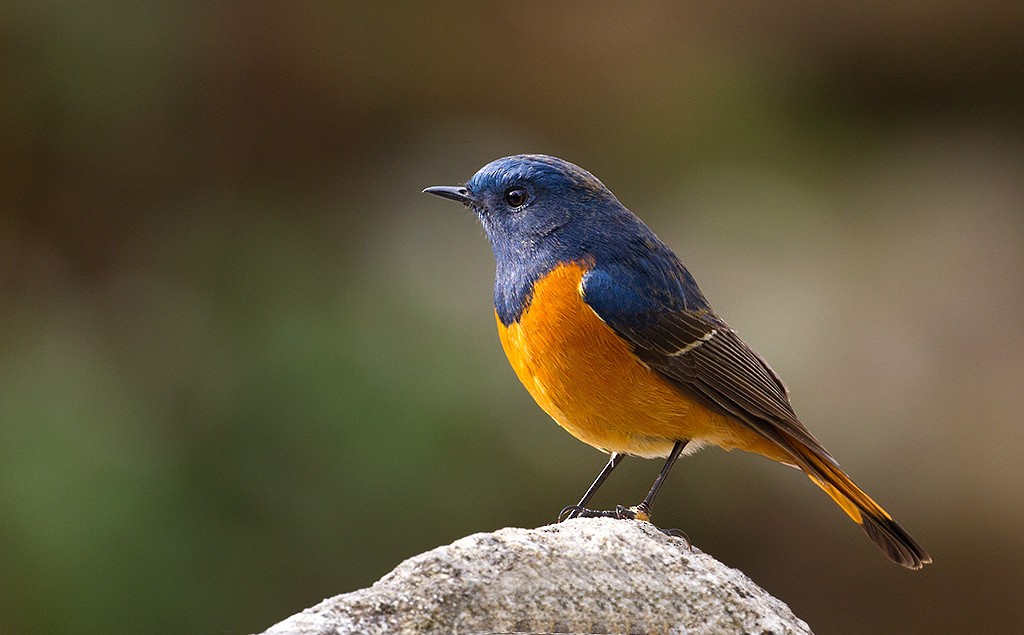 Blue-fronted Redstart - Peter Ericsson
