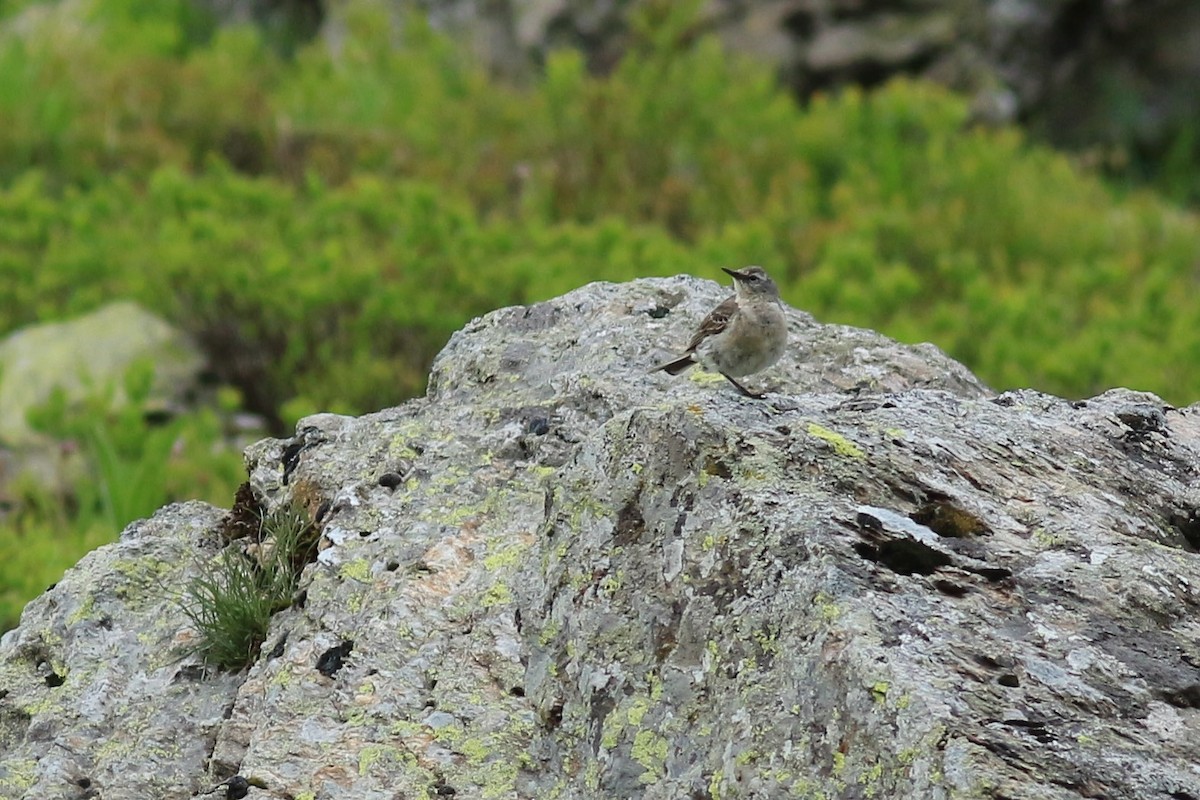 Water Pipit - ML255248711