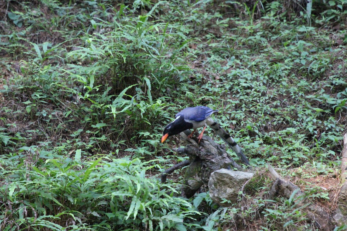 Red-billed Blue-Magpie - ML255249211