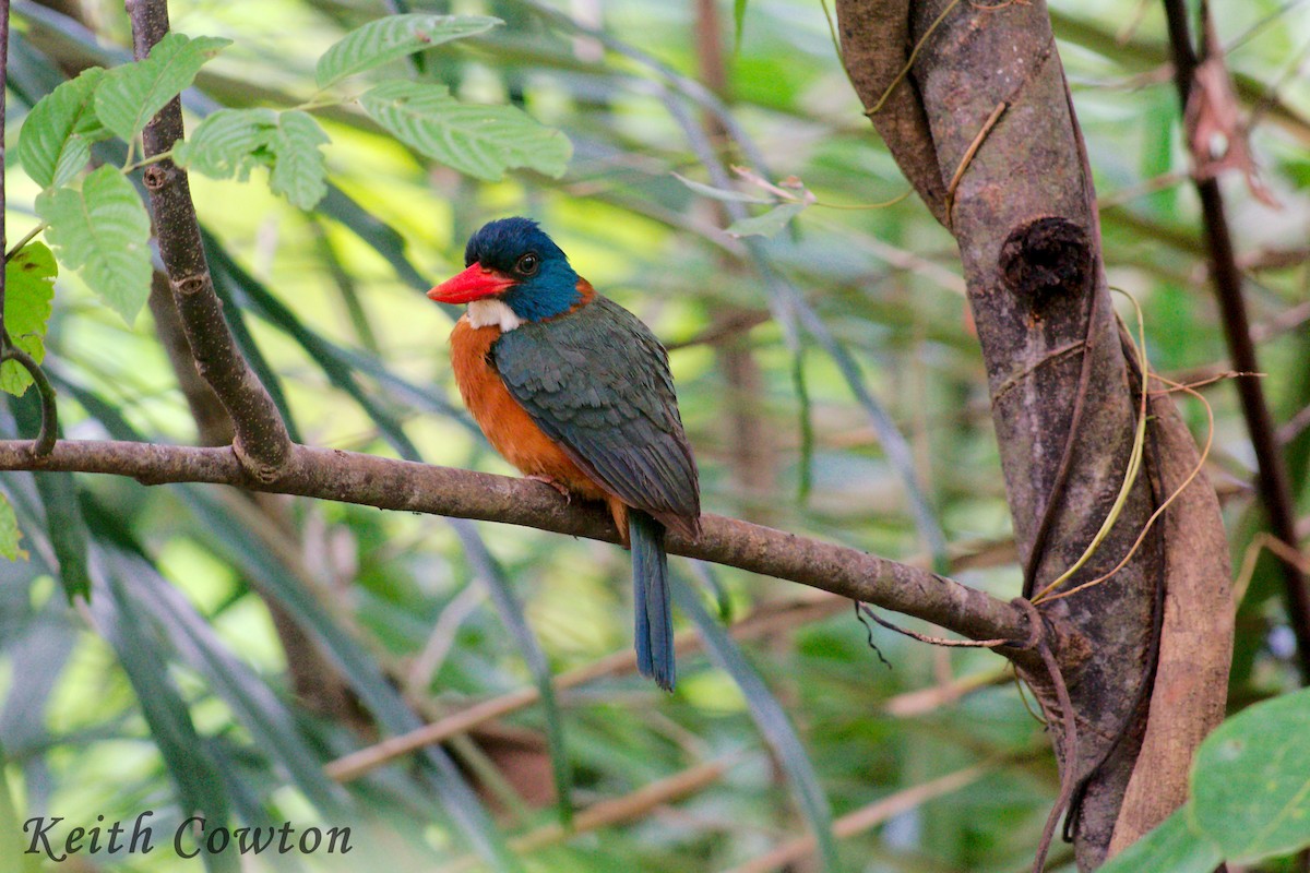 Green-backed Kingfisher (Blue-headed) - ML255249231