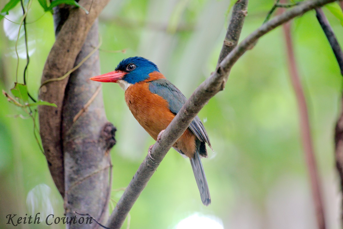 Green-backed Kingfisher (Blue-headed) - ML255249411