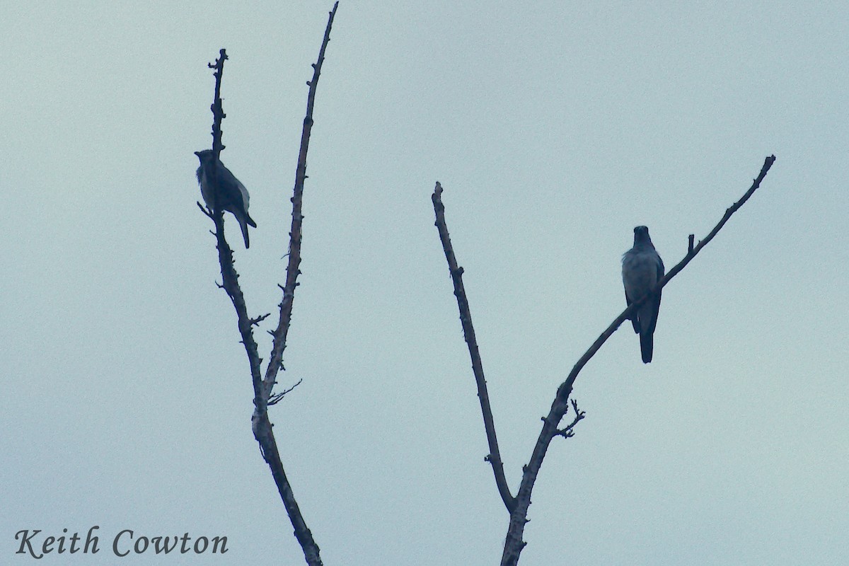 White-rumped Cuckooshrike - ML255249531