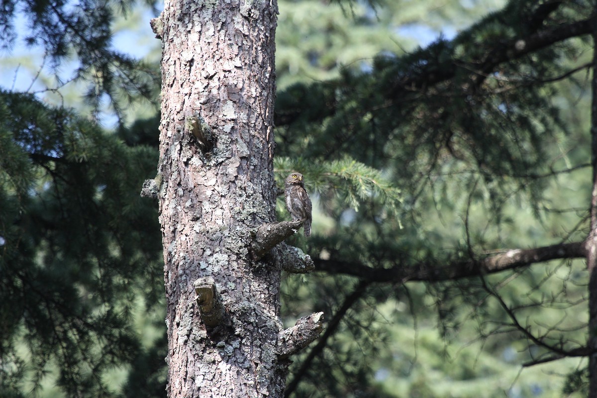 Asian Barred Owlet - ML255249771