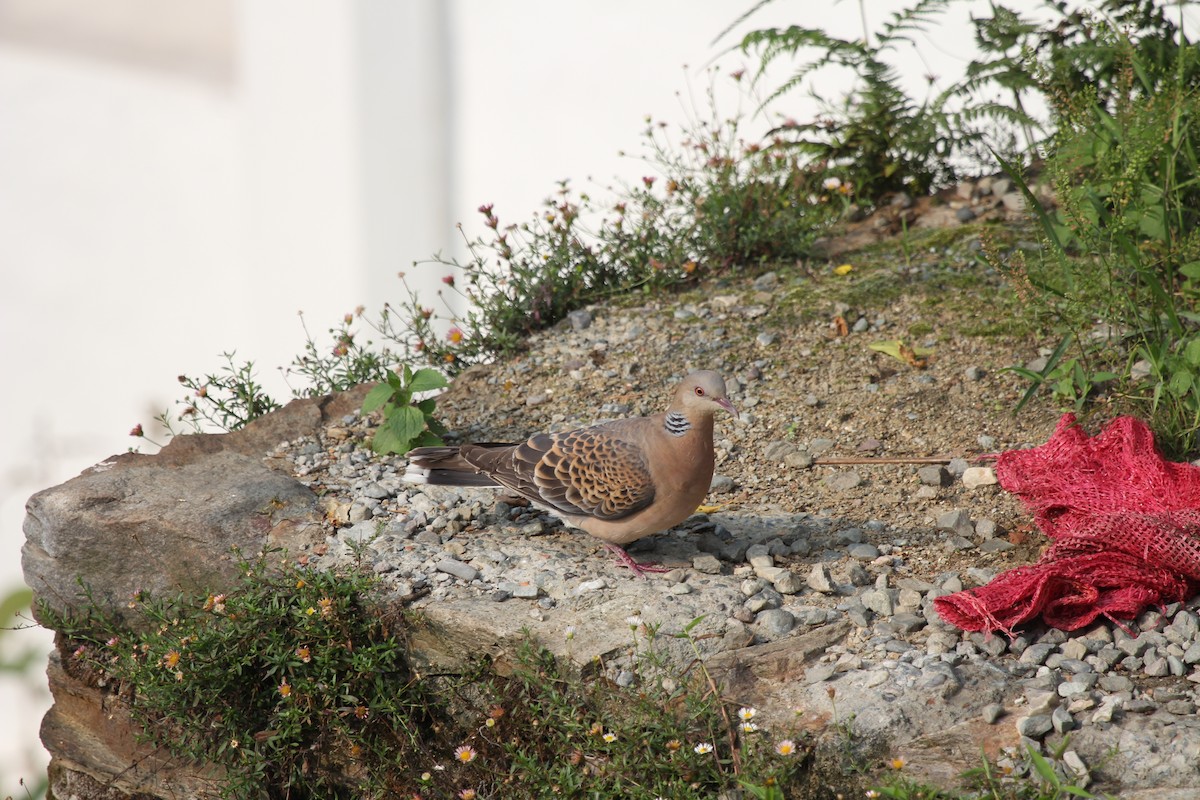 Oriental Turtle-Dove - ML255249961