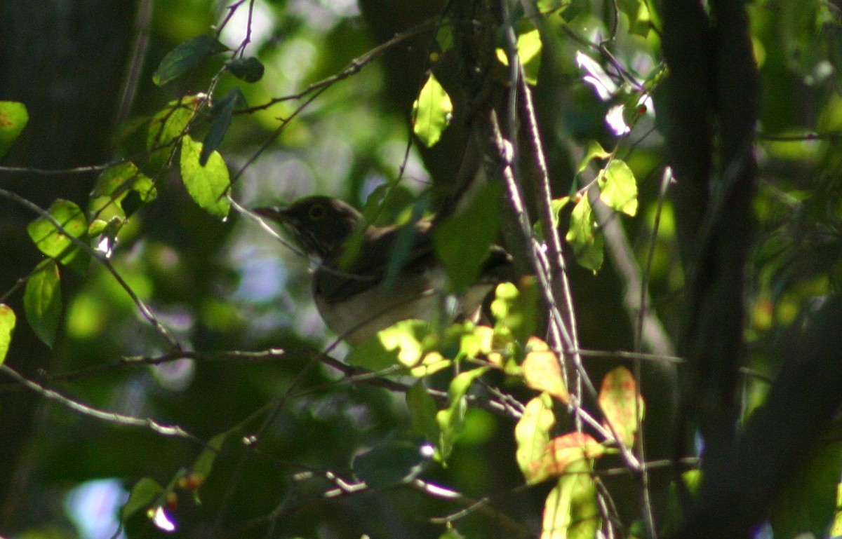 White-throated Thrush - ML25525211