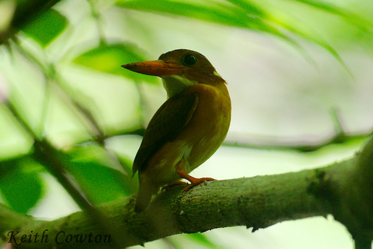 Sulawesi Dwarf-Kingfisher - ML255252371