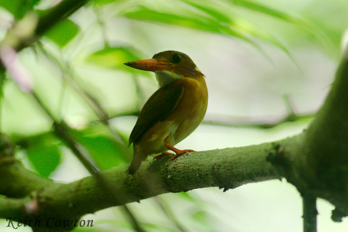 Sulawesi Dwarf-Kingfisher - ML255252391