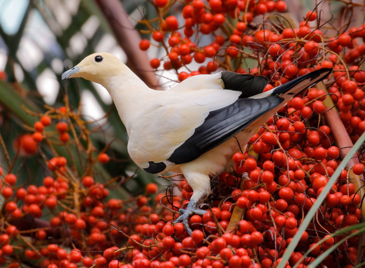 Pied Imperial-Pigeon - Neoh Hor Kee