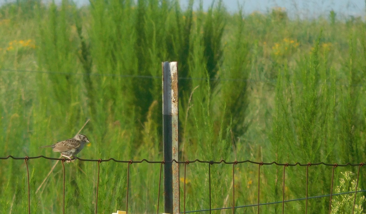 Grasshopper Sparrow - ML255255411