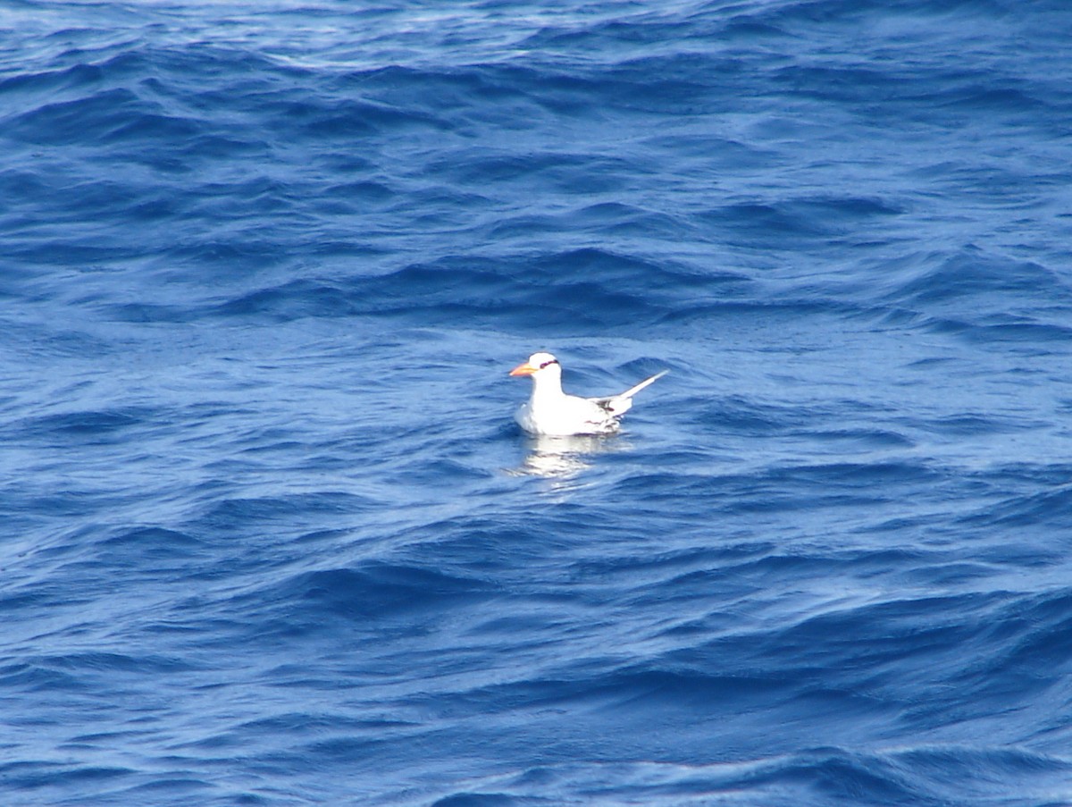 Red-billed Tropicbird - ML255257991