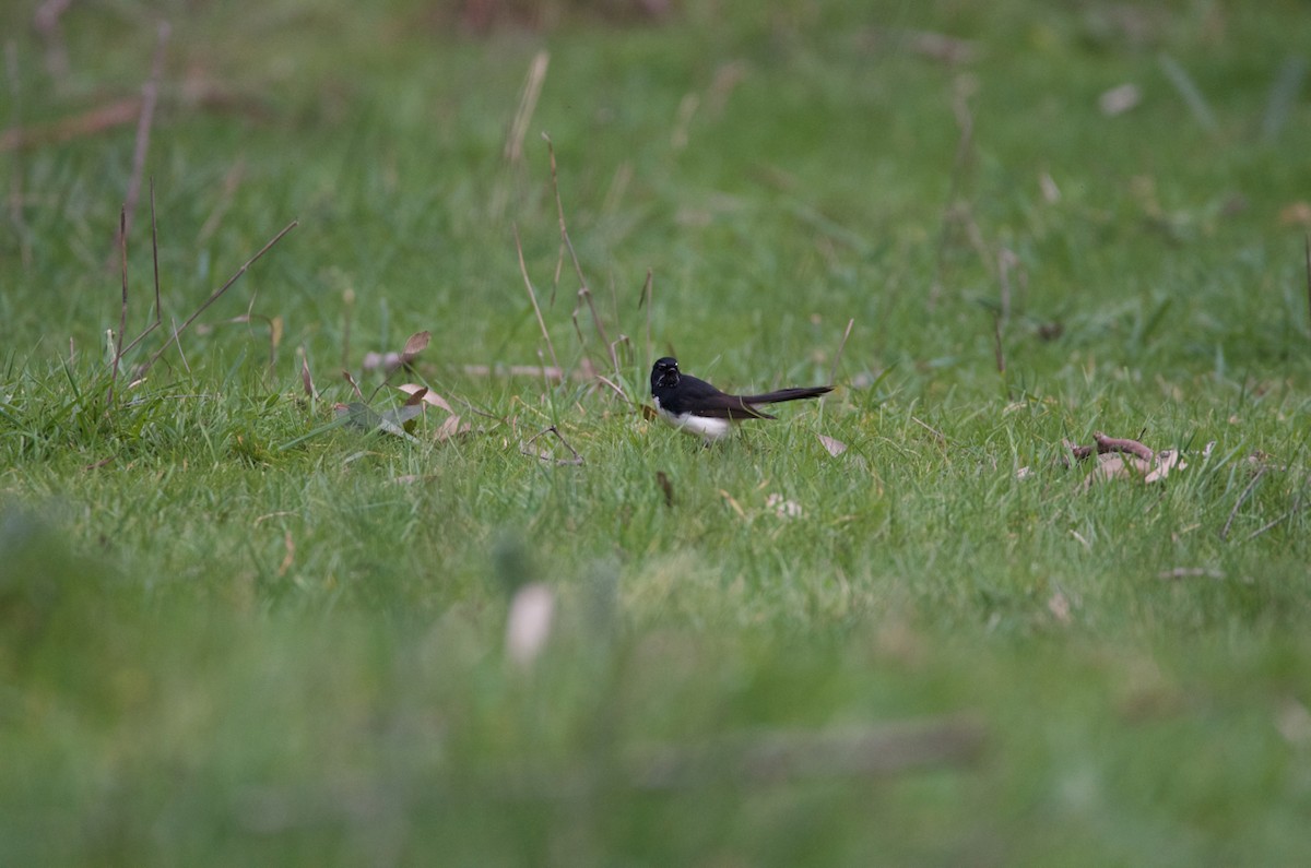 Willie-wagtail - Lucas Russell