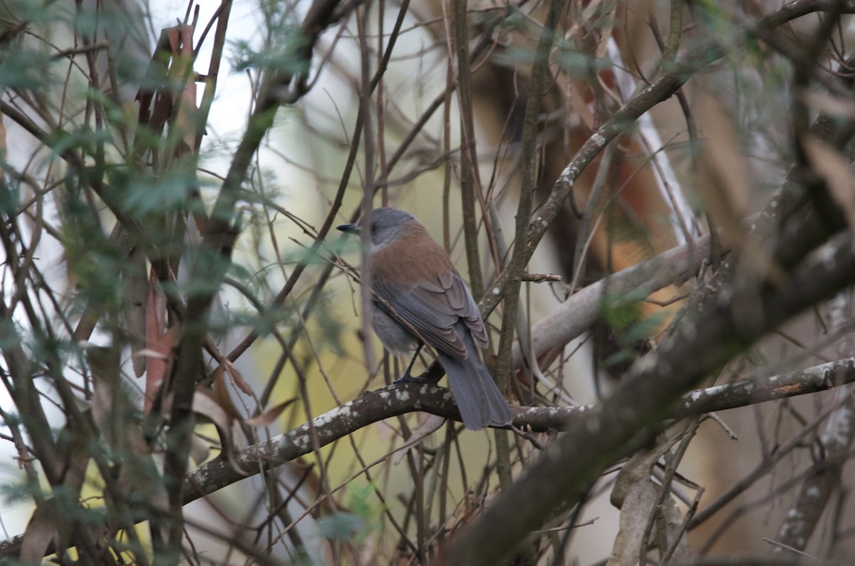 Gray Shrikethrush - Lucas Russell