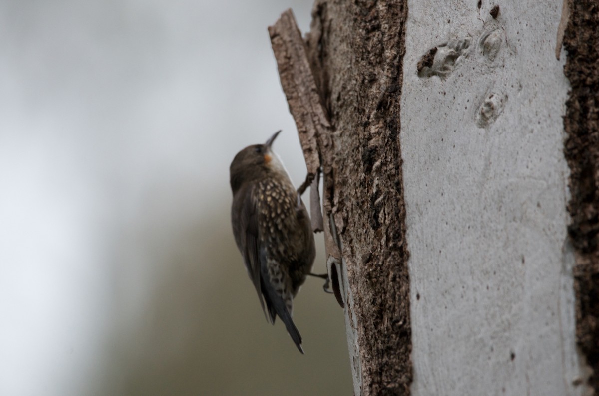 White-throated Treecreeper - Lucas Russell