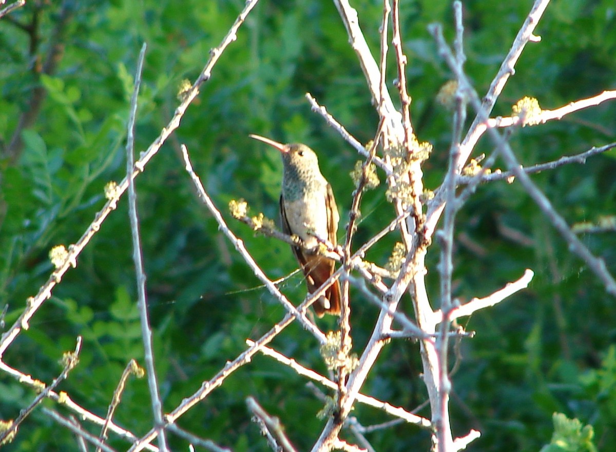 Buff-bellied Hummingbird - ML255258171