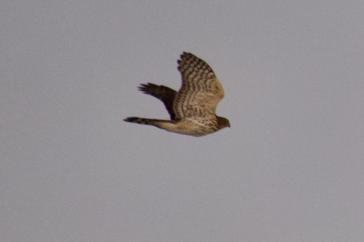 Cooper's Hawk - ML255260561