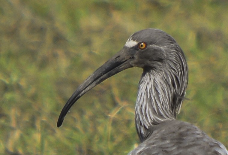 Plumbeous Ibis - ML255260591