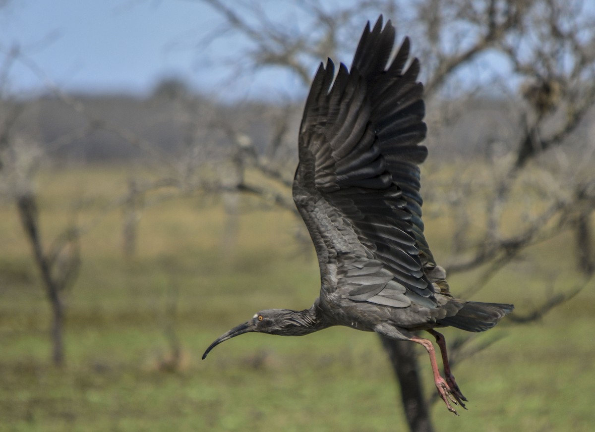 Plumbeous Ibis - ML255260641