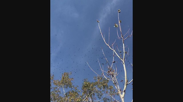 Tree Swallow - ML255260781