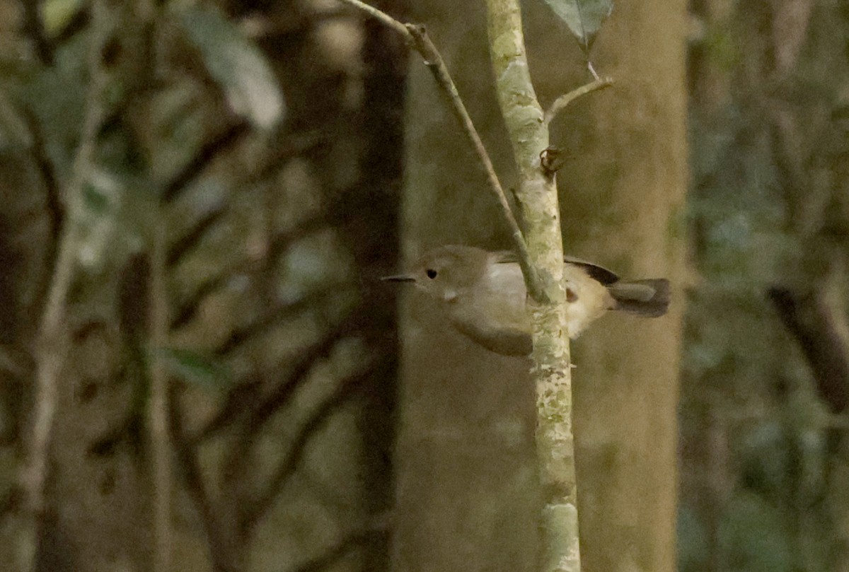 Large-billed Scrubwren - ML255261341