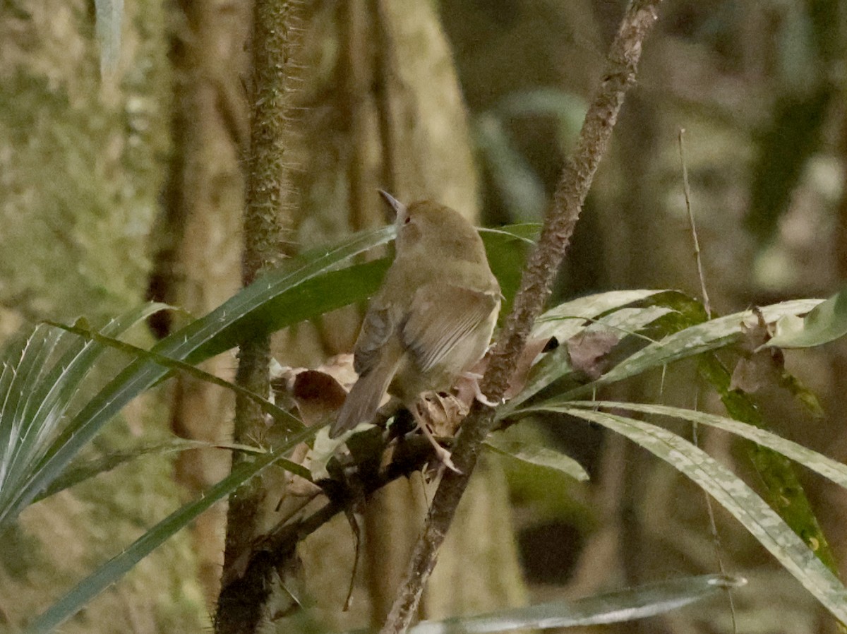 Large-billed Scrubwren - ML255261351