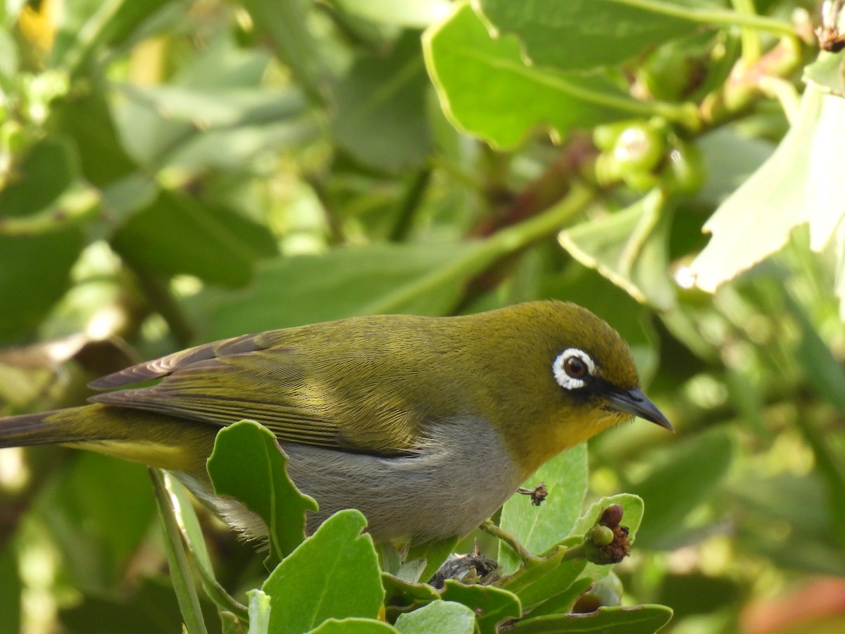 Cape White-eye - Timothy Whitehead