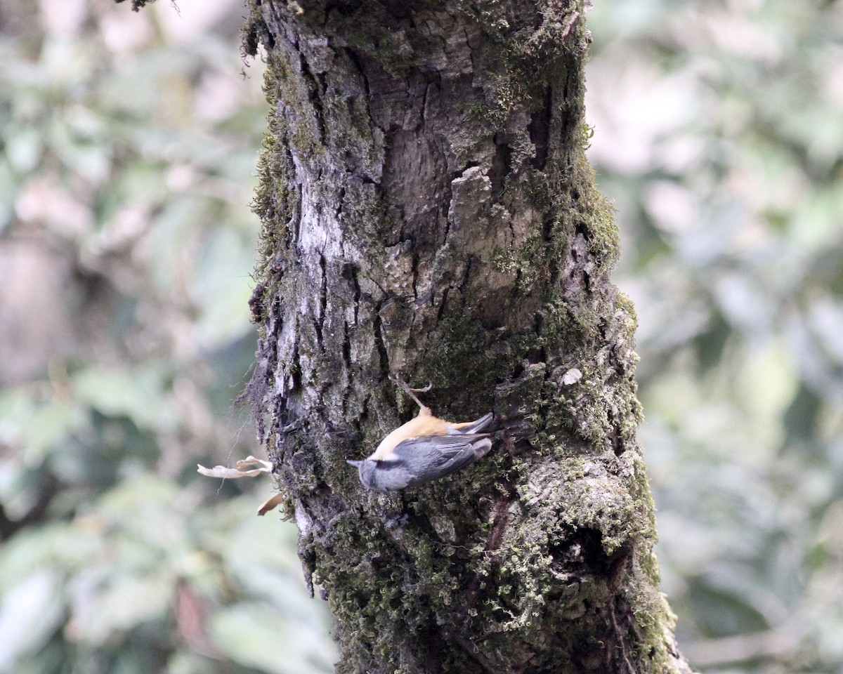 White-tailed Nuthatch - Sam Shaw