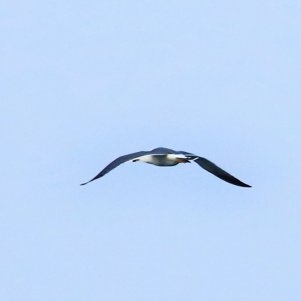 Black-tailed Gull - ML25526341