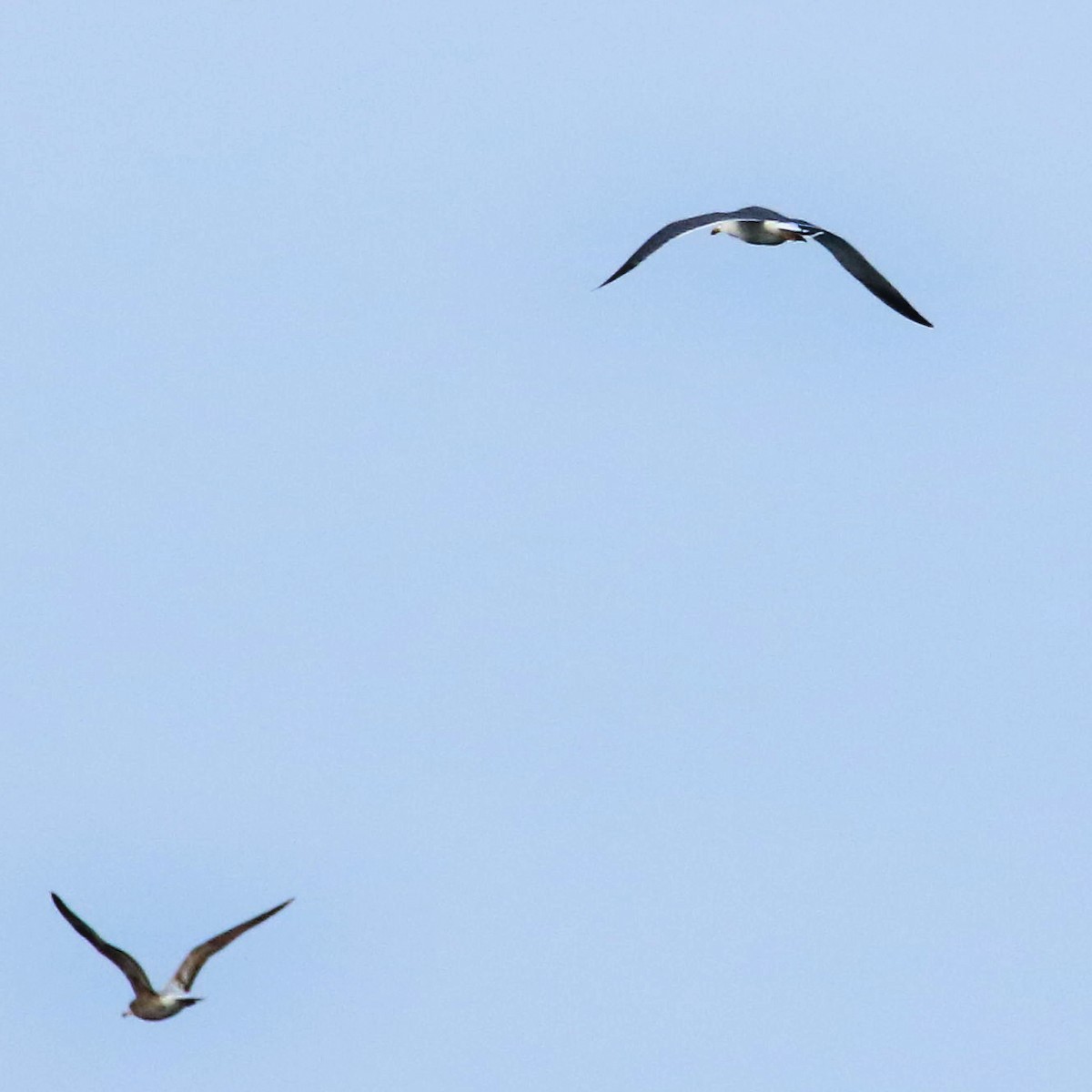 Black-tailed Gull - ML25526351